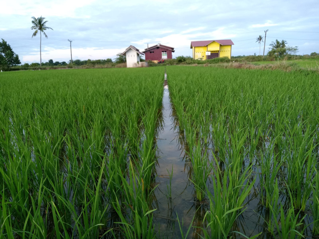 Kawasan Kampung Alue Sentang